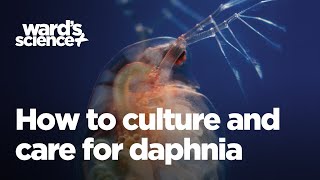 Caring and Culturing for Daphnia [upl. by Anial436]