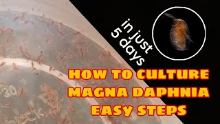 How to Culture Magna Daphnia Easily [upl. by Aitropal]