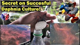 How to Culture Daphnia Successfully [upl. by Ellekim335]