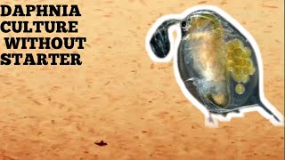 HOW TO CULTURE DAPHNIA NATURALLY WITHOUT A STARTER [upl. by Down]