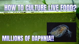 How to Culture Daphnia Secret Method to Breed MILLIONS  Simply Aquatic [upl. by Atinrev313]