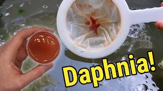 How I Culture Daphnia In Outdoor Tubs [upl. by Hama]