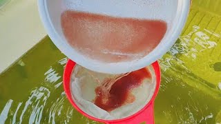 How to culture daphnia  Daphnia culture  How to grow daphnia outdoor [upl. by Weisbrodt]