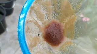 How to culture daphnia moina in a small container Part 1 English Subtitle [upl. by Ahsinned825]