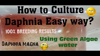 Daphnia MagnaHow to Culture Daphnia Easy wayCulturing Daphnia using Green water Daphnia [upl. by Anem]