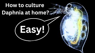 BEST Live Fish Food Beginner guide How to Culture Daphnia at home [upl. by Emiline]