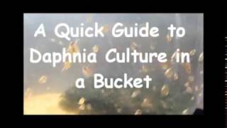 How to culture daphnia outside [upl. by Jennine]