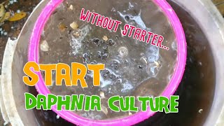 How to culture daphnia moina the easy way 1  Starting the Daphnia culture [upl. by Arimaj]