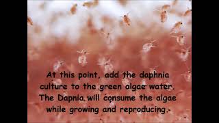 Daphnia  How to grow daphnia in your home [upl. by Adnaw]