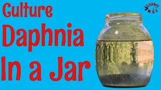 How to Culture Daphnia in a Jar [upl. by Pollard]