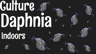 How to Culture Daphnia [upl. by Bondy]