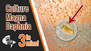 How to culture DAPHNIA MAGNA  The easy way [upl. by Christalle]