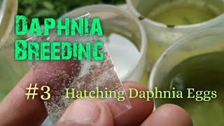 Daphnia Culture made simple and easy 3  Hatching Daphnia eggs [upl. by Leelaj]