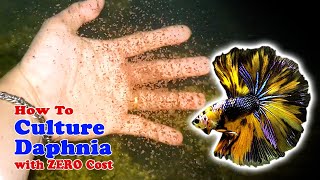 How to Culture Daphnia with ZERO Cost  Unlimited Live Food For Our Fish [upl. by Ecnerrat14]