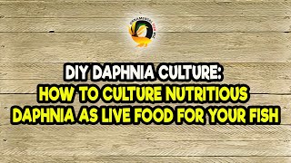 DIY Daphnia Culture How to Culture Nutritious Daphnia as Live Food for Your Fish [upl. by Atnim]