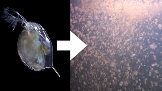 How I Culture Daphnia [upl. by Estella]