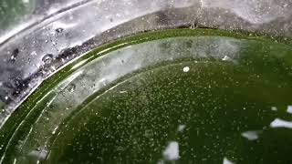 DAPHNIA MOINA CULTURE IN A SMALL BUCKET [upl. by Vano]