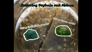 How To Culture Daphnia and Moinas using Green Water Spirulina powder [upl. by Huba]