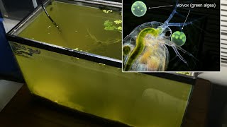 Raising Daphnia for the Freshwater Aquarium [upl. by Eserahs268]