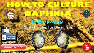 HOW TO CULTURE DAPHNIA In Easy Way [upl. by Lerraj]